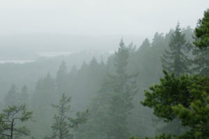 From the deep forests of Österbymo, Sweden